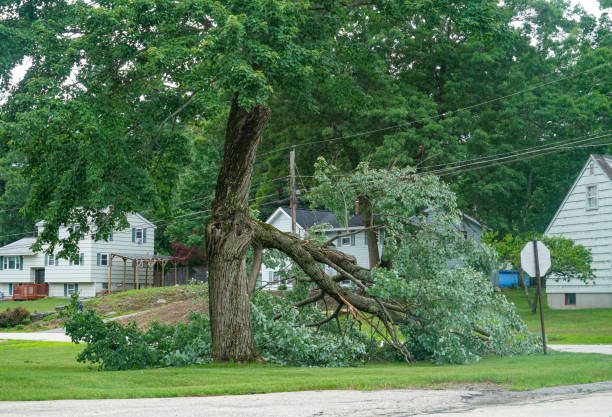 Best Tree Trimming and Pruning  in Columbia Falls, MT