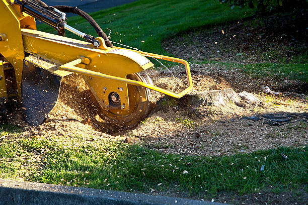 Best Lawn Grading and Leveling  in Columbia Falls, MT